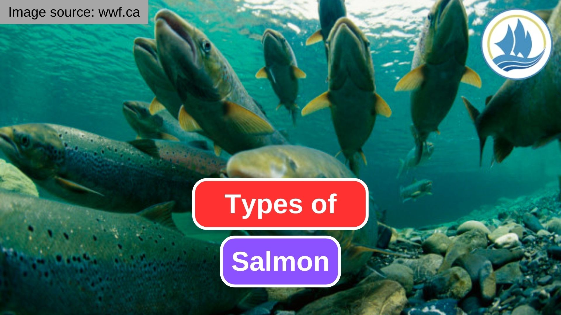 These are Some Different Types of Salmon